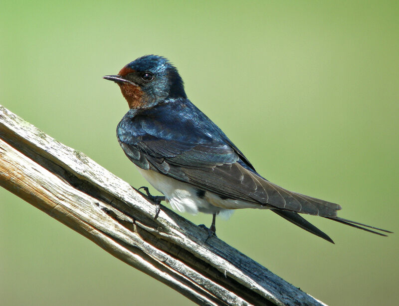 Barn Swallow