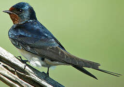 Barn Swallow