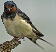 Barn Swallow