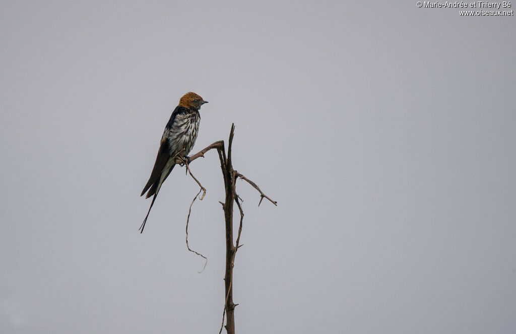 Lesser Striped Swallow