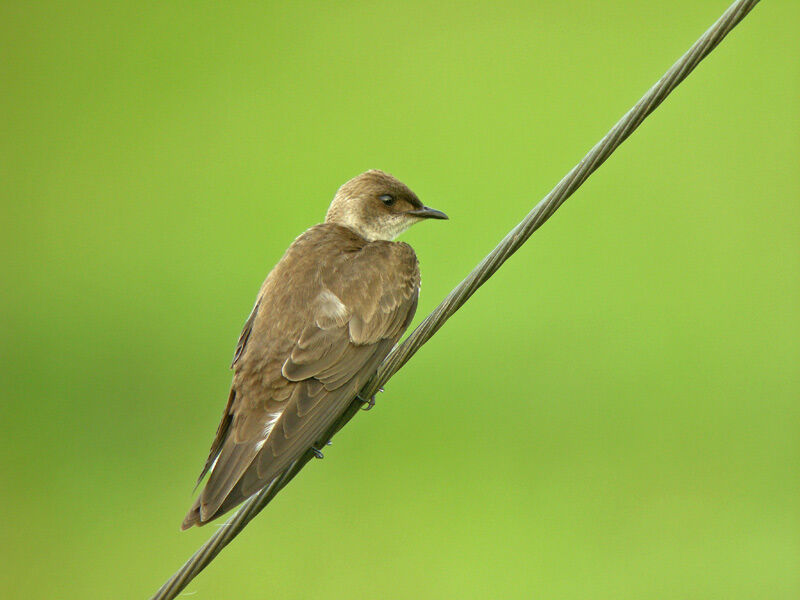 Hirondelle tapère