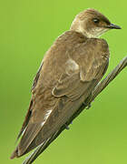 Brown-chested Martin