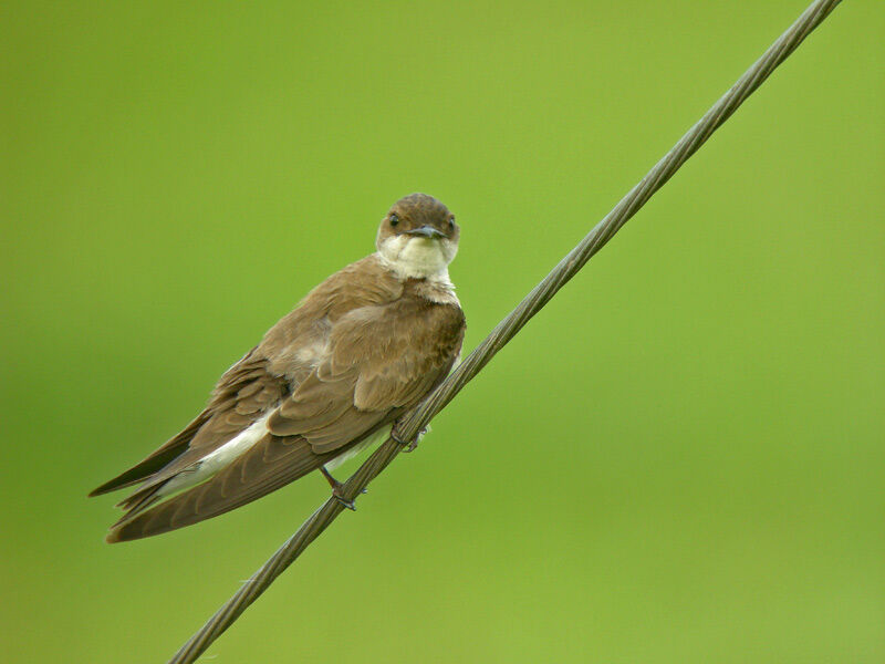 Hirondelle tapère