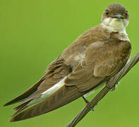 Brown-chested Martin