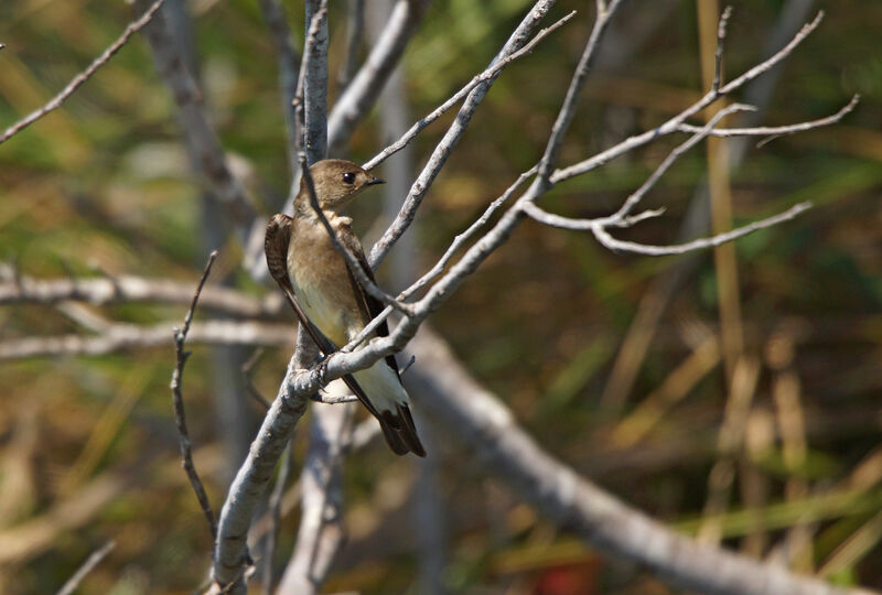 Hirondelle tapère