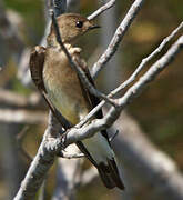 Brown-chested Martin