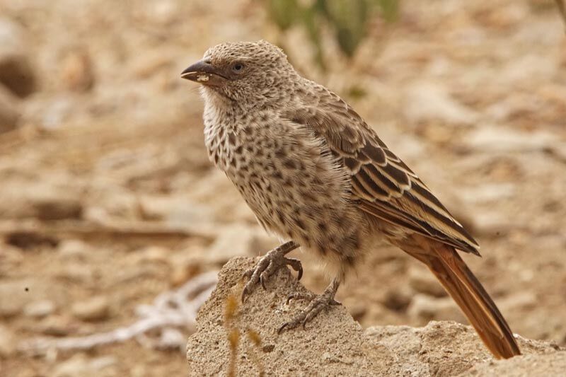 Rufous-tailed Weaver