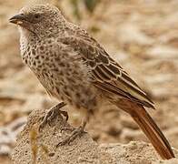 Rufous-tailed Weaver