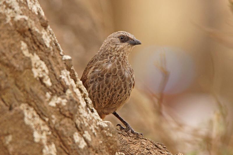 Rufous-tailed Weaver