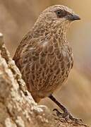 Rufous-tailed Weaver