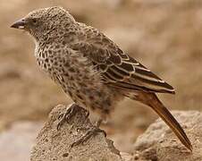 Rufous-tailed Weaver