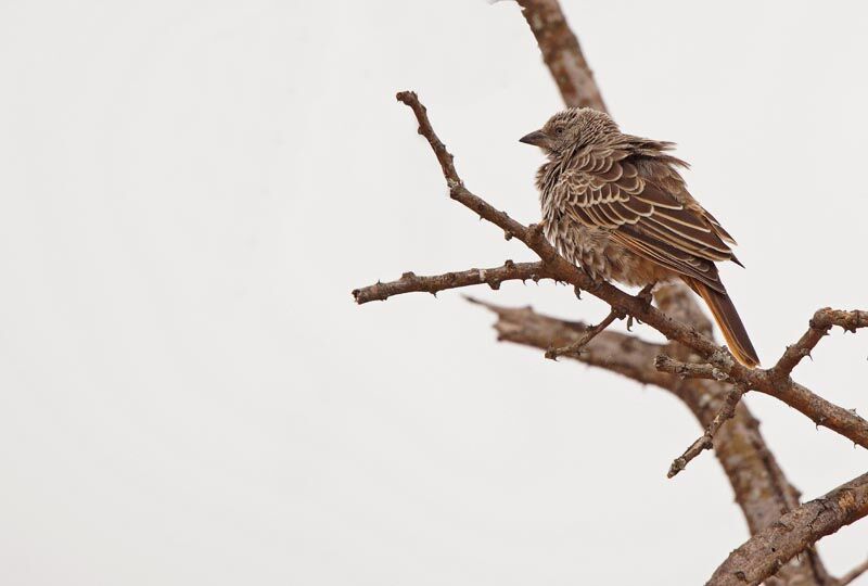 Rufous-tailed Weaver