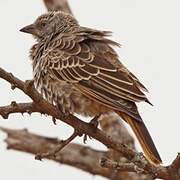 Rufous-tailed Weaver