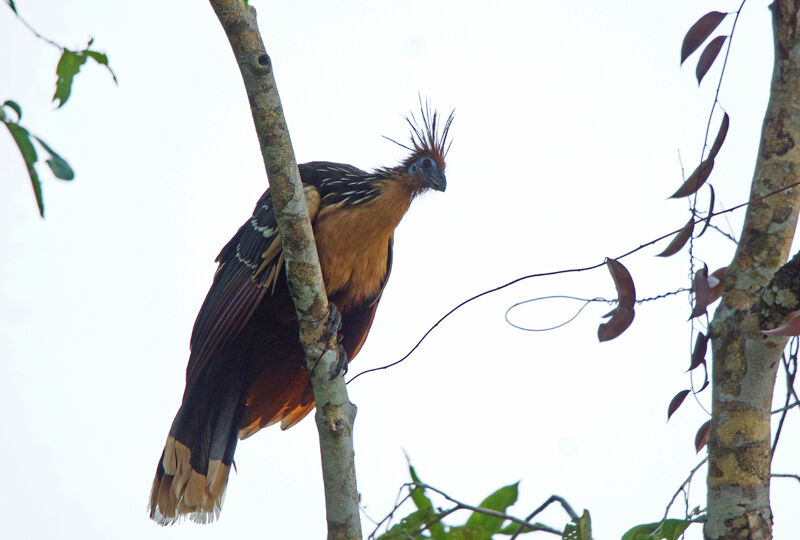 Hoatzin