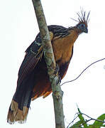 Hoatzin