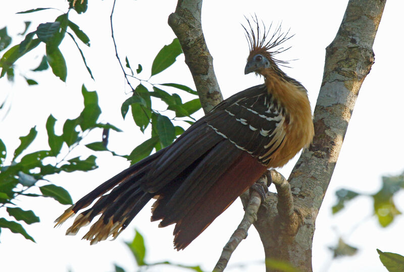 Hoatzin