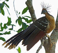 Hoatzin