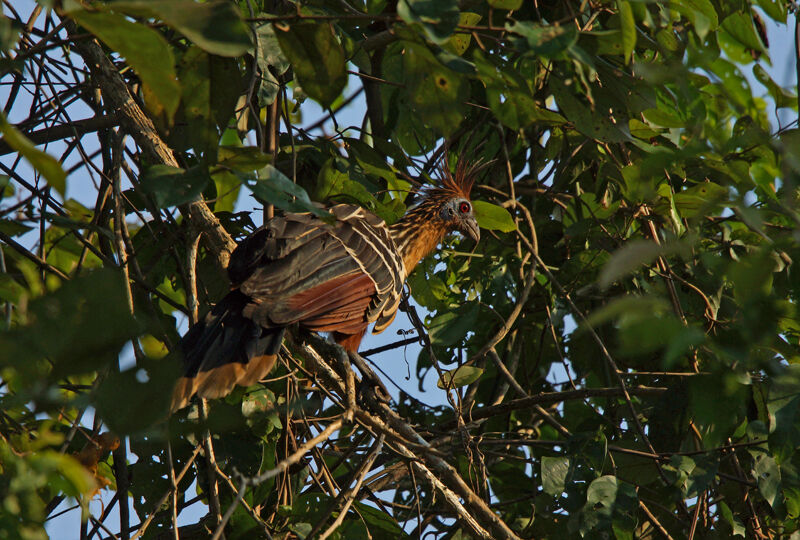 Hoatzin