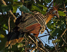 Hoatzin