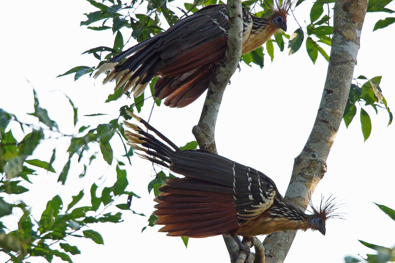 Hoatzin