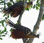 Hoatzin