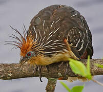 Hoatzin