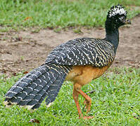 Bare-faced Curassow