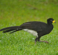 Bare-faced Curassow