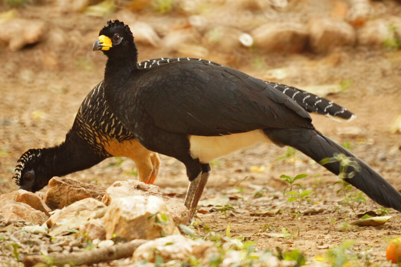 Bare-faced Curassowadult