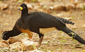 Bare-faced Curassow