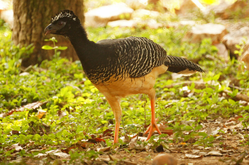 Bare-faced Curassow female