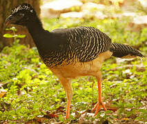 Bare-faced Curassow