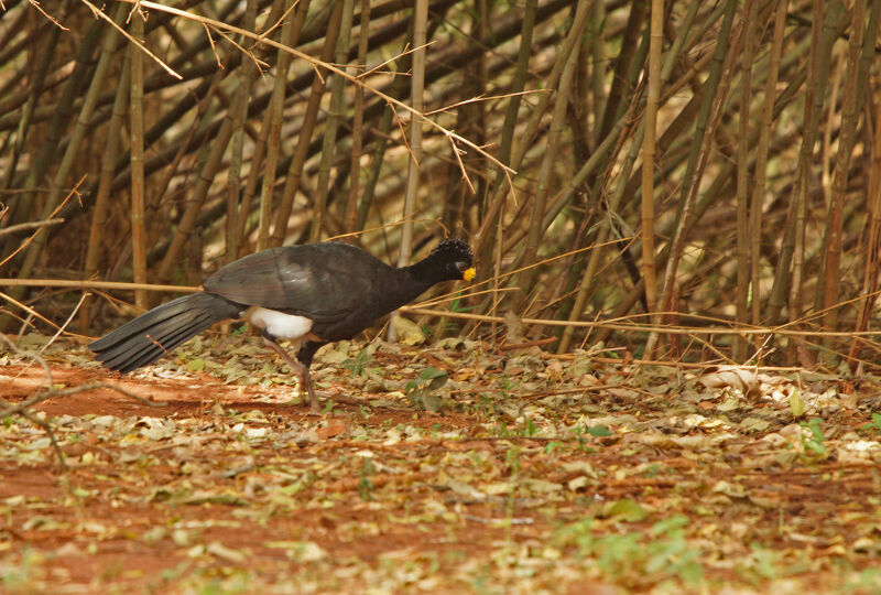 Bare-faced Curassow male