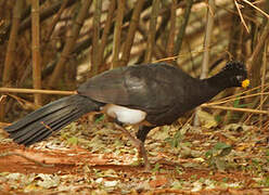 Bare-faced Curassow