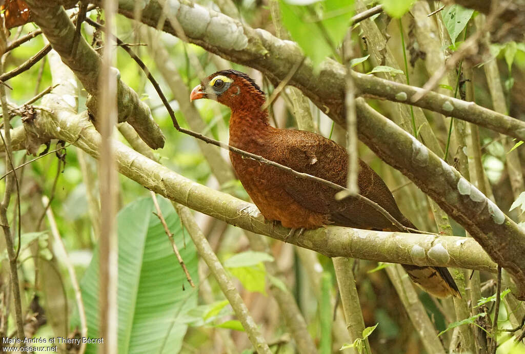 Nocturnal Curassow