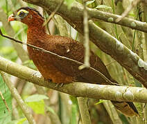 Nocturnal Curassow