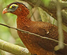 Nocturnal Curassow