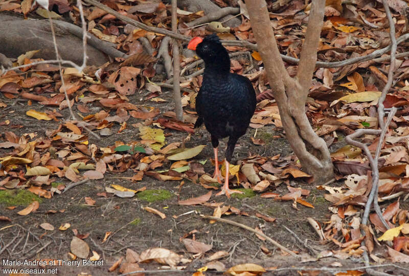 Razor-billed Curassowadult, close-up portrait