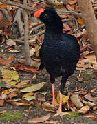 Razor-billed Curassow