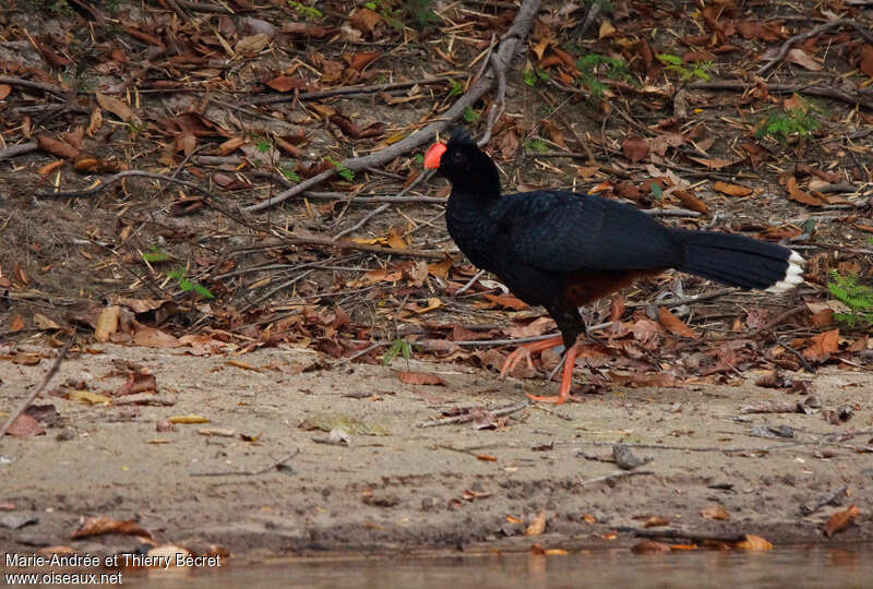 Razor-billed Curassowadult, identification