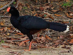 Razor-billed Curassow