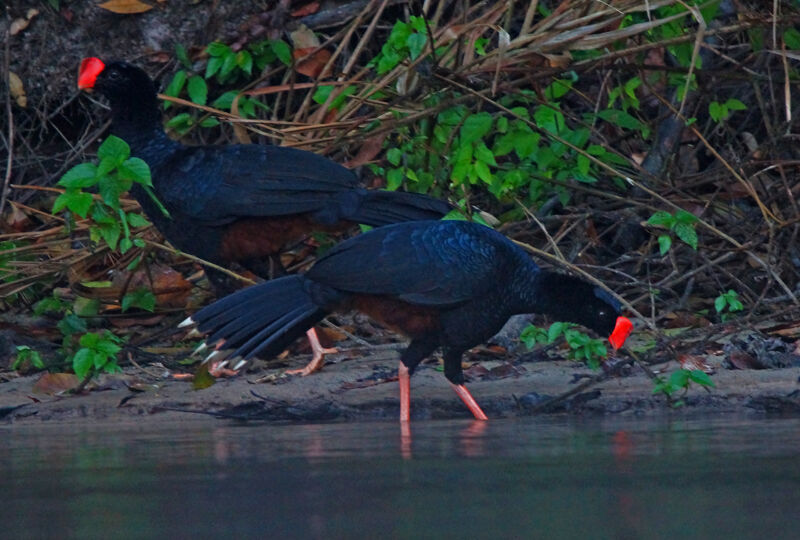 Razor-billed Curassowadult, Behaviour