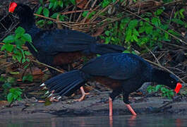 Razor-billed Curassow