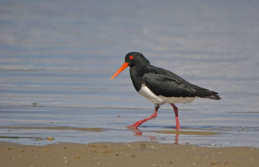 Pied Oystercatcher