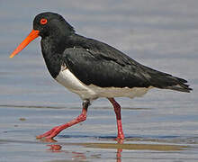 Pied Oystercatcher