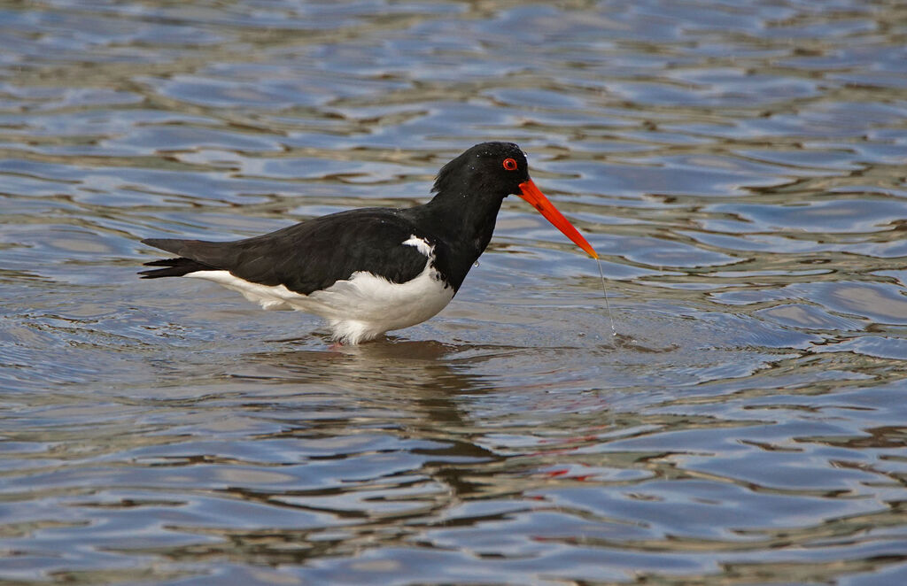 Pied Oystercatcher