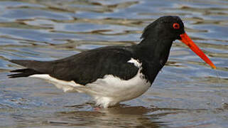 Pied Oystercatcher