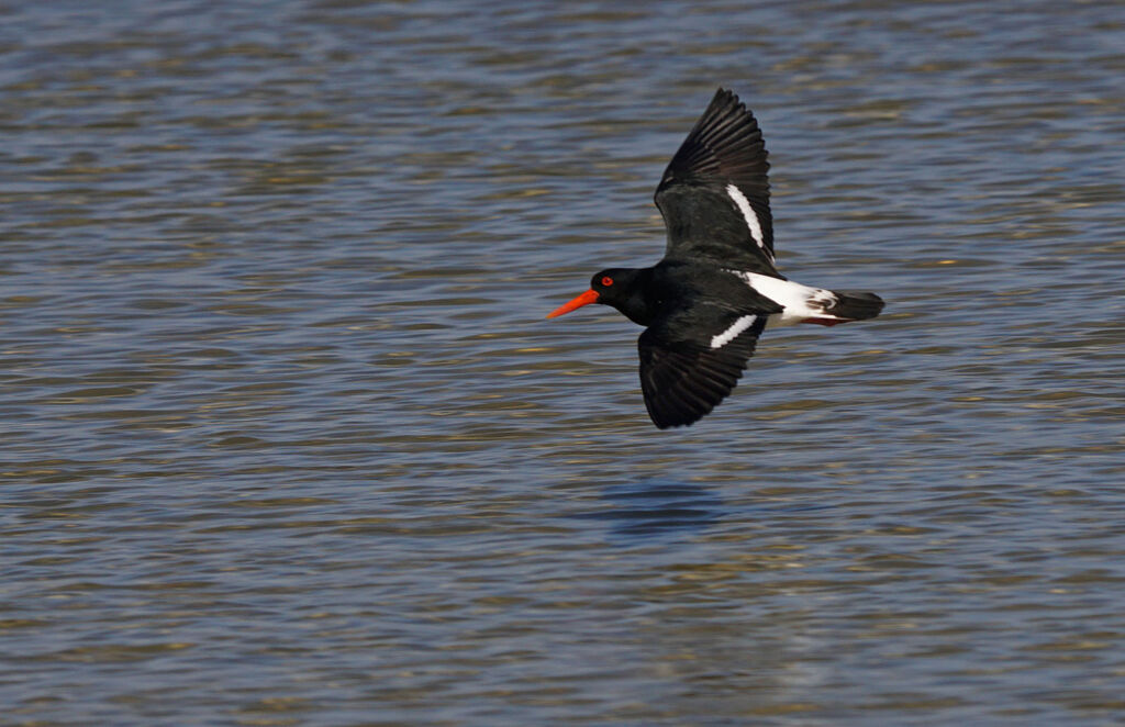 Pied Oystercatcher, Flight