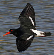 Pied Oystercatcher