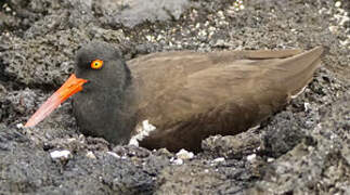 American Oystercatcher